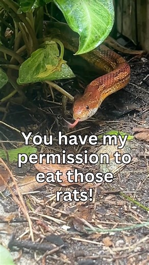 Snake Solves the Rat Problem… With a Full Belly! 😳