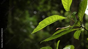 Detail, backlit view of a leaf from the walking trail, Natural Bridge, Springbrook National Park.