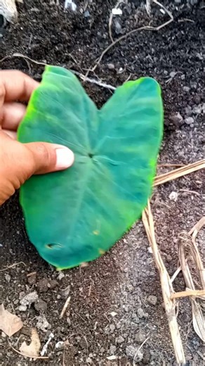 RIP Lizard 🦎 😭 #jwildlifetv