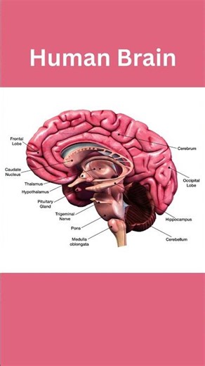 Human Brain | Labeled Diagram Explained #shorts # #scienceexplained