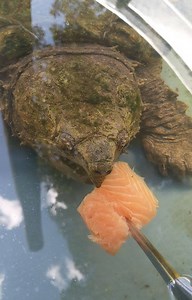 1.2M views · 117 reactions | Feeding Alligator Snapping Turtle #animals #reptilesofinstagram #reptiles #animals #animalovers | Wild Charles | Facebook