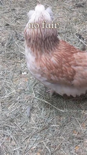 Chicks Play Keep-Away With Food (Freya vs Azzy)