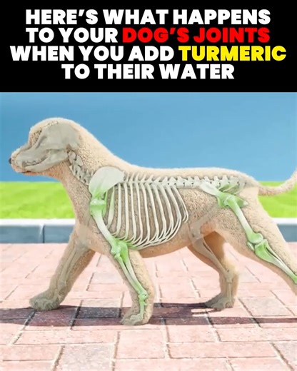 31 reactions · 3 comments | This 5-second water bowl trick stopped my...