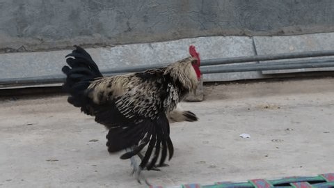 clip-3701855759-rooster-wants-copulating-hen-animals-mating-concepts