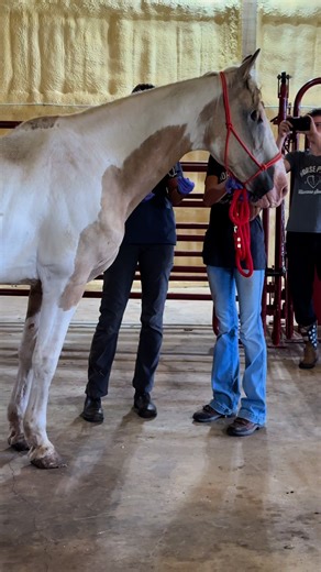 Cancer is eating his body and somebody sold him to slaughter... This is the reality of the slaughter pipeline. Horses are being left in the wrong hands because somebody lacked the responsibility and compassion to do the right thing. We are so sorry for all you've had to go through. Rest easy sweet boy💔 Please donate today to help us Rescue, Shelter, and Protect horses from slaughter🧡 🔸Donate: https://horseplus.org/donate/ 🔸Our Website: https://horseplus.org/ 🔸PayPal: paypal.me/horseplus 🔸V