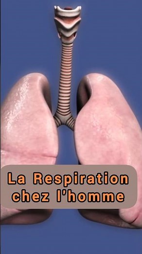 La respiration chez l’être humain | SVT primaire