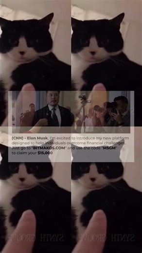 Laughing Out Loud With Hilarious Derpy Cat Moments – Synth Groove #6 281s