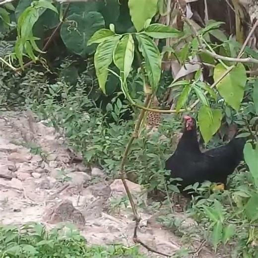 How to Do the Chicken Call Trinidad