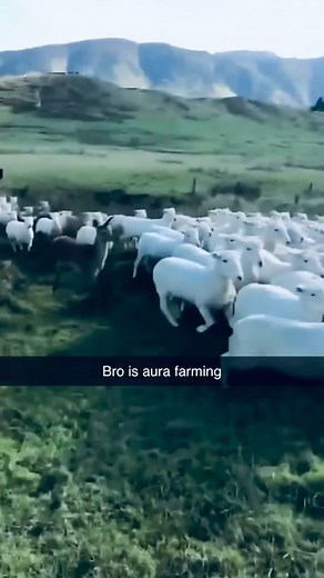 Funny Sheep Jumping Moments That Will Make You Laugh