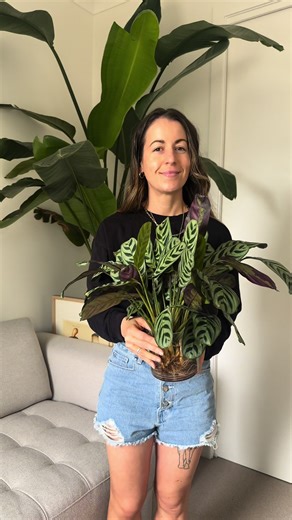 Discover the Beauty of Calatheas: A Guide to Prayer Plants