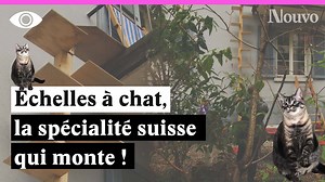 1.6M views · 564 reactions | Vous habitez en étage élevé, avec un chat ? Prêt à lui installer une échelle pour qu’il puisse aller se balader? Nouvo RTS | RTSinfo | Facebook