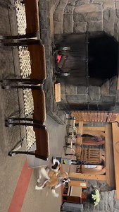 Heidi and Bruno heard “last chance” and immediately chose chaos. 🐶💨🐶 Don’t sprint past the savings: Timberline Lift Ticket Cyber Sale ends at 5pm. Grab your tickets before the deal disappears faster than Bruno with a steal-the-toy lead. 🎟️🏔️Head to the link in bio to save 50% on 3-packs of weekday lift tickets. Just in time for the holidays 🎄🎁 | Timberline Lodge