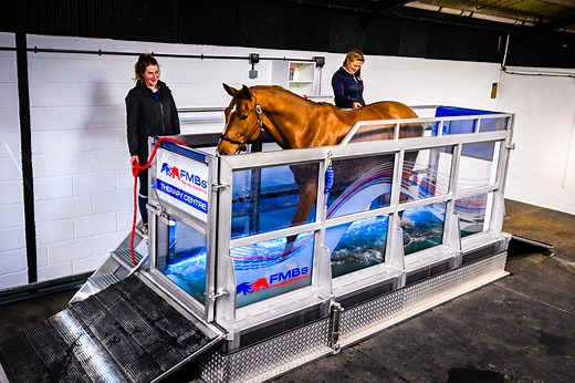 Equine Water Treadmill - FMBS Therapy Systems