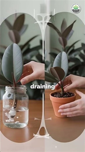 Easy Steps to Propagate Rubber Plant at Home | Simple & Successful Method!