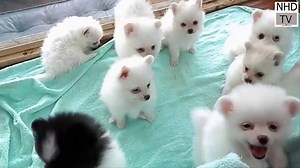 55K views · 260 reactions | Cutest Puppies You Will Ever See (Via NHD TV) | FierceFable | Facebook