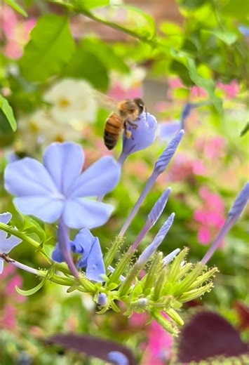 Mann Lake Bee & Ag Supply on TikTok