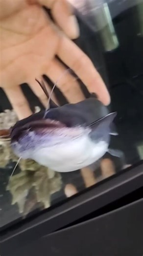 SQUISH BLOB FISH is so FAT! #trend #fyp #pet #squishy