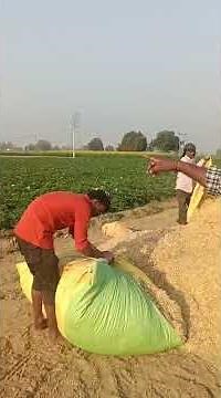 How to setup a button mushroom farm. #mushroomgrowing