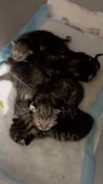 Kitten update🐈 #kitten #cat #kitten