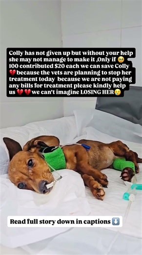 Colly didn’t understand why the world suddenly became so quite #usa #canada #rescue #london #uk