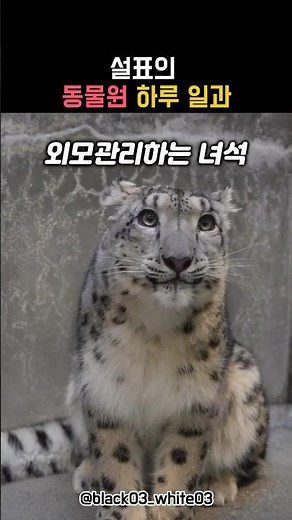 설표의 동물원 하루 일과 #설표 #눈표범