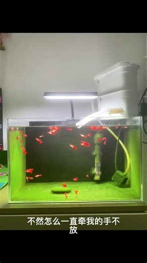 Many Red Guppies in One Tank! 😱🐟 #shorts #aquarium