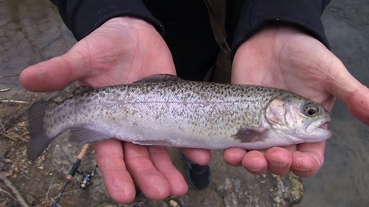 Only a short drive from Greenville, South Carolina's Middle Saluda River is a popular fishing area that provides excellent trout fishing opportunities. Join us on this episode of Pautzke Outdoors as we detail how to catch them now. | Pautzke Bait Company