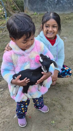 Two sisters playing with a baby goat. #kidsplaying #kidcooking #meherthecutepie #meher