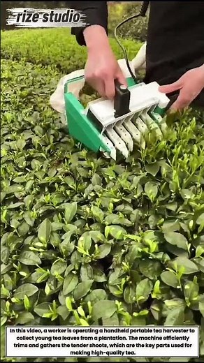 Vineyard Maintenance: Using Tools to Trim and Secure Grape Vines!