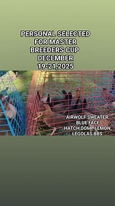 PERSONAL SELECTED MATERIAL FOR MASTER BREEDERS CUP EXPO 19-21 ,2025 BOOTH # 4 ,PRE SELLING ATLEAST 50% DOWNPAYMENT THEN REMAINING BALANCE UPON RELEASE. SA INTERESADO MASSAGE US DIRECTLY OR VIDEO CALL 🤙 BLOODLINE ARE: ➡️ AIRWOLF SWEATER ➡️ LEGOLAS BRUCE BARNETT SWEATER ➡️LEMON ➡️ BERDUGO BLUE FACE HATCH ➡️DOMS | AgentMccoy Lodyes