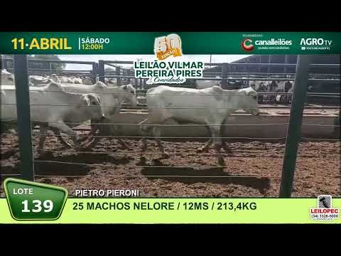 139 25 MACHOS NELORE 213K