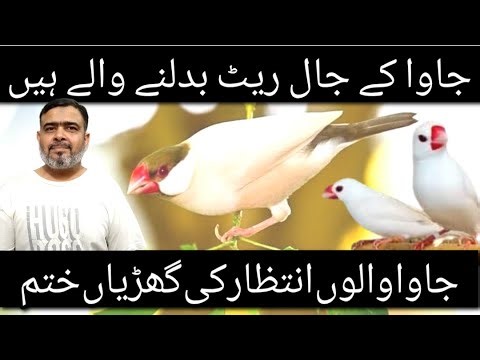 Java K Jaal Rate Badalnay Walay Hain | Java Sparrow Jaal Rate | Java Sparrow Price | Java Business