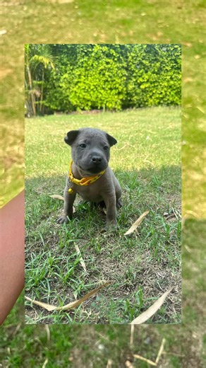 เด็กชายทั้ง 3 ครับ#ไทยหลังอาน #thairidgeback #หมาน่ารัก #ไทยหลังอานโคราช #หมา