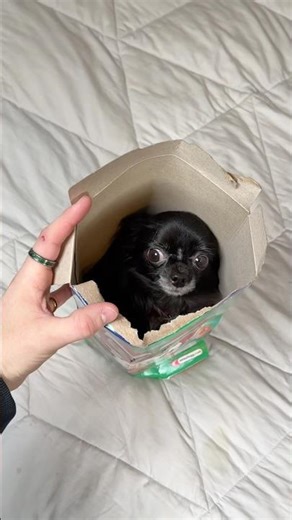 ELF FLYING PUDDIN 😱❤️