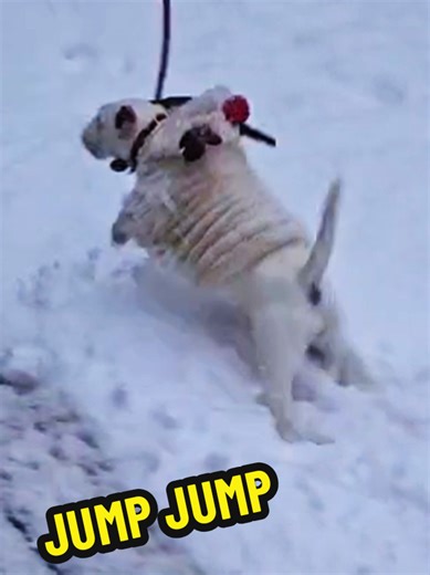 Fun Activities for Mini Bull Terriers to Enjoy