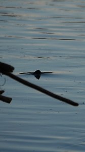 We've got a few guide dates available for this upcoming season. We love hunting the interesting & sighted trout on the Bow River and invite you to check www.jensenflyfishing.com for more info. We love these shaded, oil-slick flats and their caddis risers 😊 . . #5050onthewater #womenwhoflyfish #flyfishingwomen #bowriver #bowriverfishing #flyfishalberta #albertaflyfishing #rainbowtrout #rainbowtroutflyfishing #rainbowtroutfishing #flyfishinglife | Jensen Fly Fishing