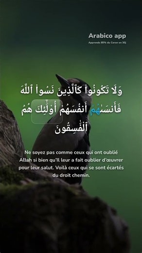 Koran-Arabisch mit Arabico lernen