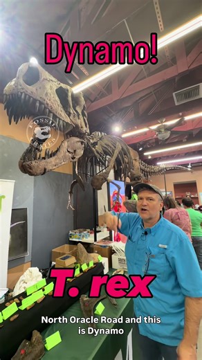 Meet Dynamo! A #Tyrannosaurus, the skull is one of the best-preserved and best-prepared ones I have had the pleasure to touch, and, looking back across my travels, I have been in the presence of dozens of original specimens (keep in mind “dozens” includes partial specimens, I’m an academic after all, and a maxilla or appendicular bit counts :-)). The skull is ~52” L, ~30” W, and ~40” in the current mouth-open position. Sans dentary? ~24” tall. Puncture and drag marks are present on the skull… mo