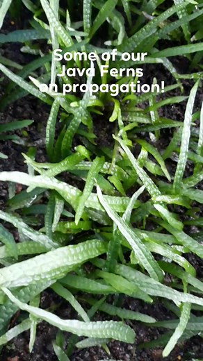 Java Ferns on propagation! One of my favorite aquarium plant!🌿 #aquascapingnegros #aquascaping #JavaFern | Aquascaping Negros
