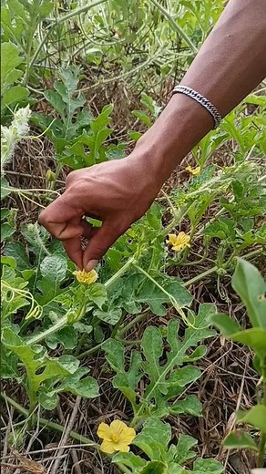 Watermelon pollination 🐝🌼🍉
