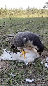 Pera green Falcon #foryoupagereels | Eaghle Supar Hunter