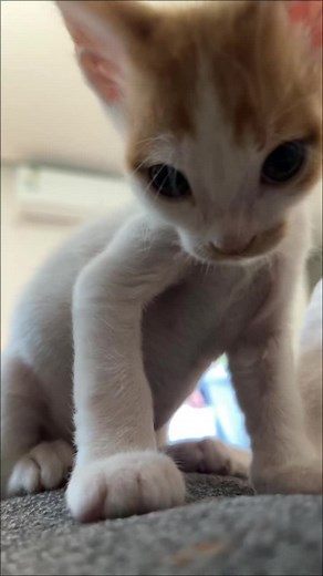 Meet Samir the Cat: The Happy Alien Lookalike