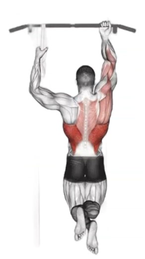 Ultimate Back & Triceps Workout for Massive Strength & Definition – Sculpt Your Upper Body Fast!