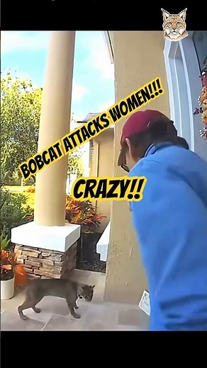 Bobcat Chases Women And Her Dog To Her Front Door