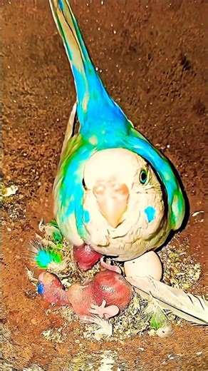 parrot video exotic brid channel india aligarh #maa #birds #birdsavairy #parrot