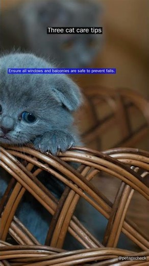 Were you Aware of These Cat Care Tips?