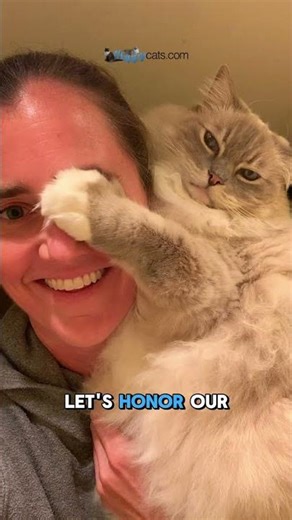 Why Grieving Your Cat is a Gift (The Honest Truth)