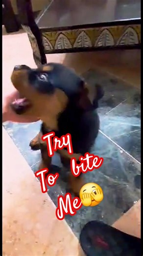 Dog bites me 😲 #dog #dangerous #rottweiler