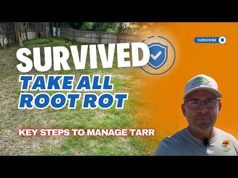 How We Fixed Take-All Root Rot in St. Augustine in Burleson, Texas (Dethatching + Aeration Results)