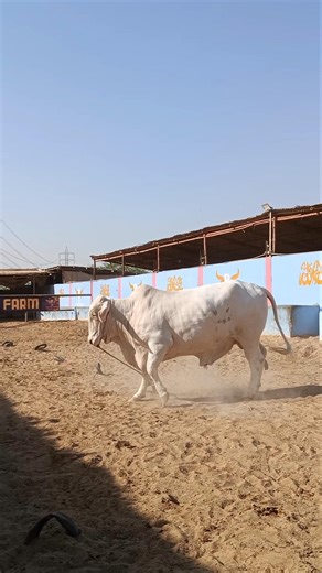 Strong bull 😱 Bs Cattle Farm 🔥 #cow #ytshorts #shortsfeed #shorts #animals